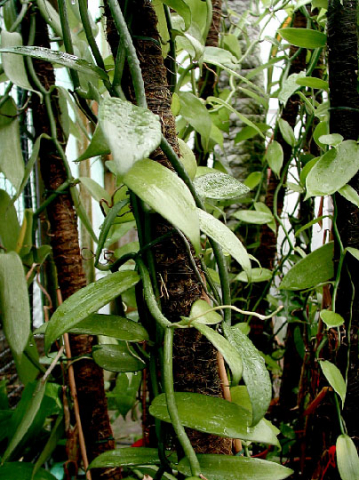 Quelle est la meilleure saison pour planter de la vanille de Madagascar ? -  Vanille de Madagascar