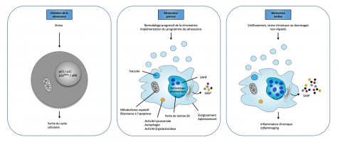Caractéristiques phénotypiques des cellules sénescentes