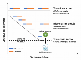 La sénescence réplicative