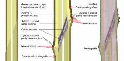 Coupes longitudinales d’une greffe à l’anglaise simple (schéma)