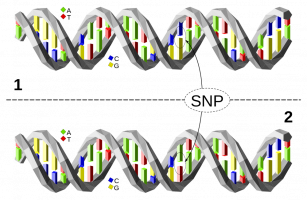 Un polymorphisme mononucléotidique (SNP, single nucleotide polymorphism)