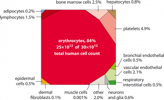  Distribution du nombre de cellules humaines, par types cellulaires