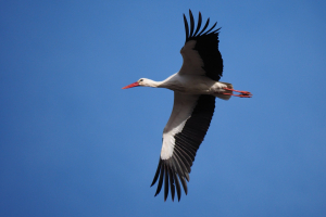 Cigogne en vol