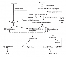 Utilisation du fructose et du glucose dans le foie