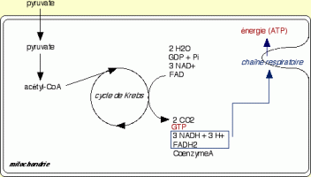 Les réactions mitochondriales