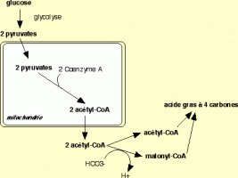 Synthèse d'acides gras à partir du glucose