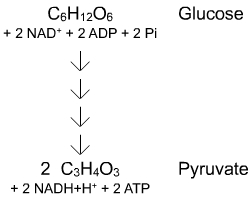 La voie de la glycolyse