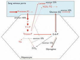 Devenir d'une charge orale de fructose chez le sujet sain au repos