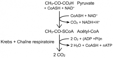 L'oxydation du pyruvate via le cyce de Brebs et la chaîne respiratoire