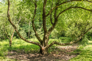 Arbre tronc