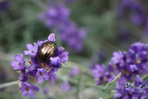 Chrysomèle sur fleurs de lavande