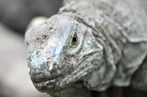 Dragon de Komodo