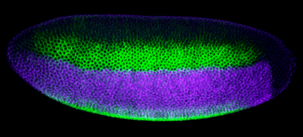 Embryon drosophile