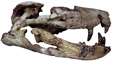 Crâne et mandibule du Sebécosuchien Baurusuchus pachecoi, du Crétacé supérieur du Brésil