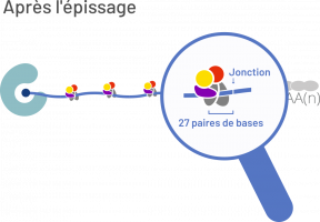 L'ARN messager mature