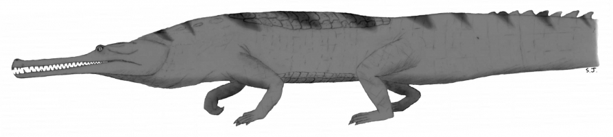 Reconstitution du Dyrosauridé Dyrosaurus maghribensis de l’Éocène inférieur du Maroc