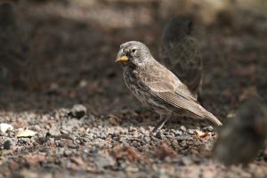 Geospiza fortis