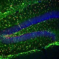 Neurones marqués GFAP et thymidine kinase