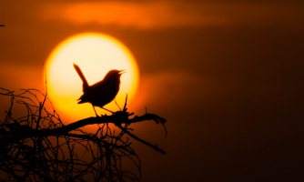 Oiseau et coucher de soleil