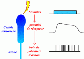 Potentiel de récepteur et potentiel d'action