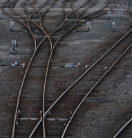 Rails et phylogénie