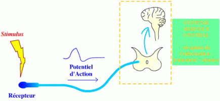 Transmission du stimulus au système nerveux central
