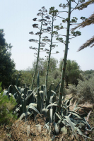 Agave, vue générale