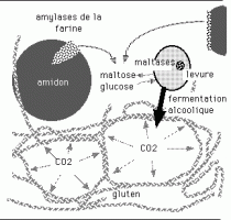 Action des enzymes au sein de la pâte à pain