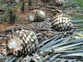 Récolte de coeurs d'agave bleu