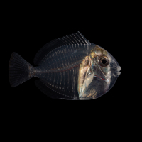 Larve de poisson corallien Acanthurus triostegus