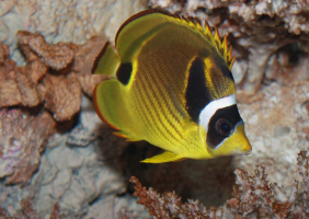 Chaetodon lunula