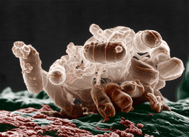 Escherichia coli