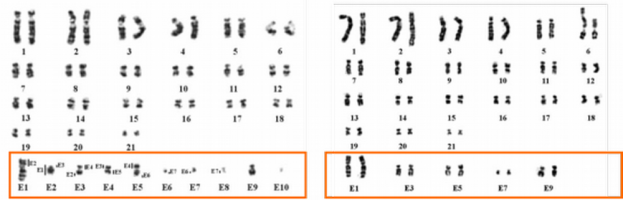 Caryotypes d’ornithorynques mâle (à gauche) et femelle (à droite) établis par G-banding