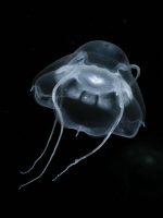Un Cnidaire quasiment transparent, la méduse Bathykorus bouilloni