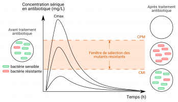 Sélection de mutants résistants en fonction de la concentration en antibiotique