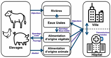 Diffusion de la résistance bactérienne