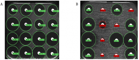 Antibiogrammes par diffusion en milieu gélosé de Staphylococcus aureus