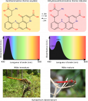 L’effet bathochrome de la réduction de la xanthommatine en dihydroxanthommatine et son lien avec la maturation sexuelle des mâles Sympetrum darwinianum