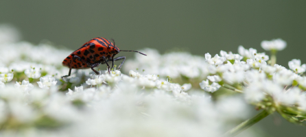 Punaise arlequin