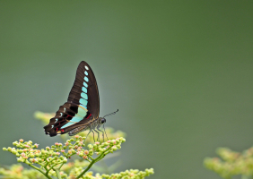 Triangle bleu (Graphium sarpedon)