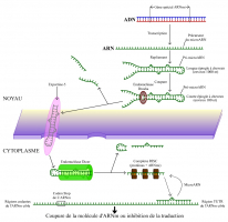 Mécanisme d'action des ARN interférents