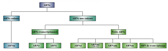 Le monde des ARN