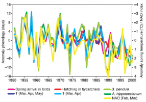 Évolution des anomalies temporelles des dates de quelques phénophases en relation avec deux variables climatiques : l'anomalie de température printanière et l’oscillation nord-atlantique (Index NAO)