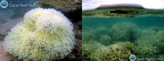 Blanchissement de la Grande Barrière de Corail en 2016