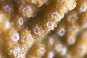 Autre exemple de corail, avec des polypes beiges aux tentacules rosés