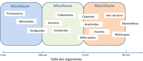 Classement des organismes du sol par la taille