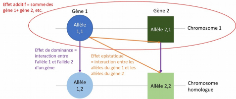 Effets génétiques exploités pour l’amélioration génétique