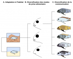 Radiation en trois étapes chez les poissons Cichlidés