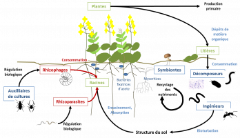 Impacts directs et indirects de la faune du sol sur la production primaire dans les agroécosystèmes