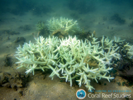 Blanchissement d'un corail